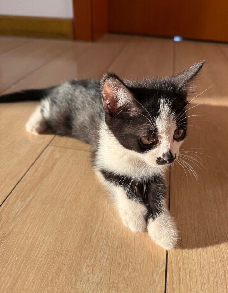 阳光钻进我的毛毛，使我变大了。daily奶牛猫（投稿：） 