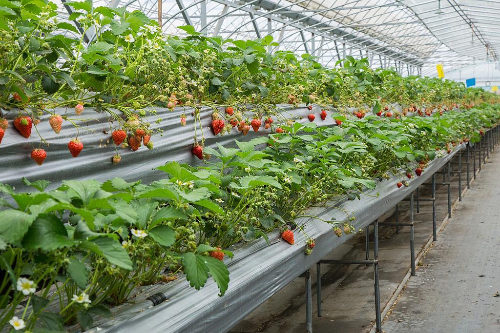 #专家称草莓360元一斤溢价太高#【360元/斤的草莓宣称“牛奶浇灌” 专家：溢