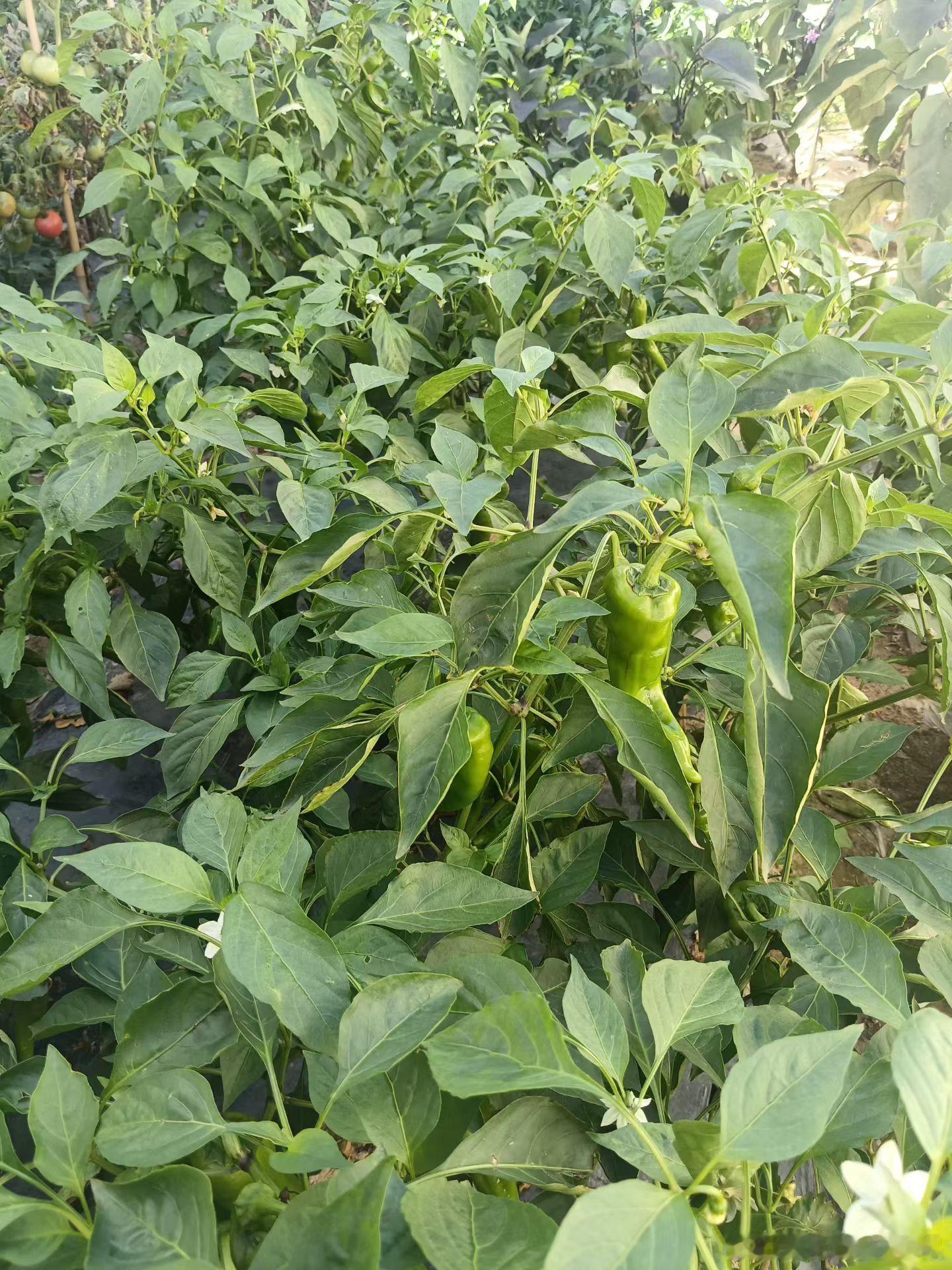 早。菜园。  ​​​