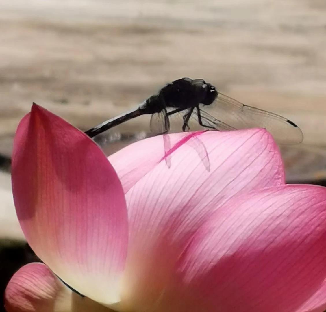 拥有好心态，才能享受好人生。
心是晴的，所见都是阳光；
心是善的，所遇都是良人。