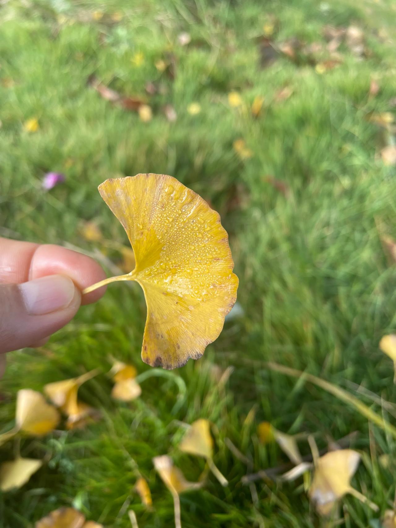 
一叶知秋。
秋天的阳光醇厚柔润，在田野间流淌，渲染出一片金黄，随风飘散的落叶宛