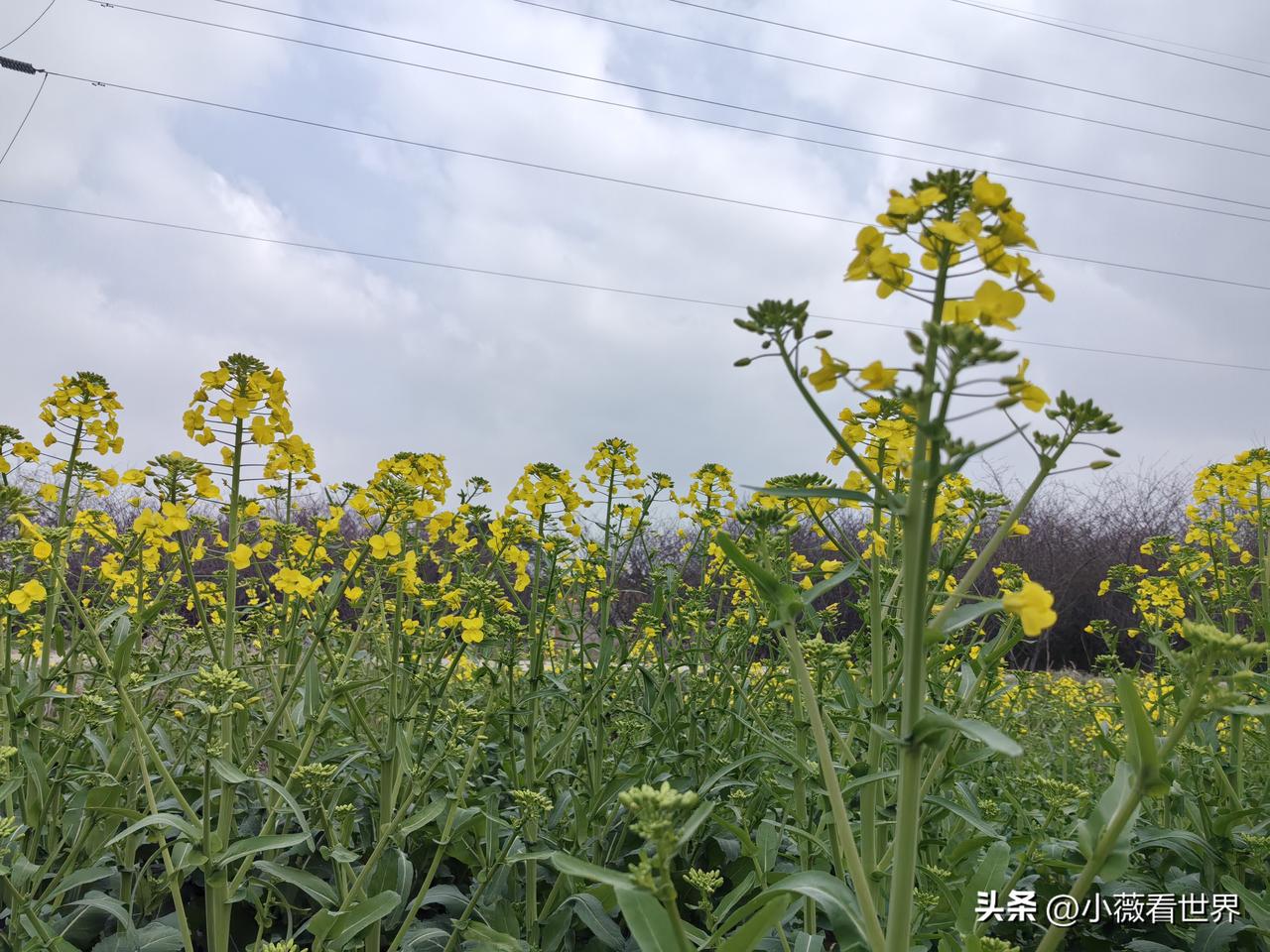我们这里有个女人，年轻时爱上了街上的一个小痞子，以为那就是爱情。

后来才知道爱