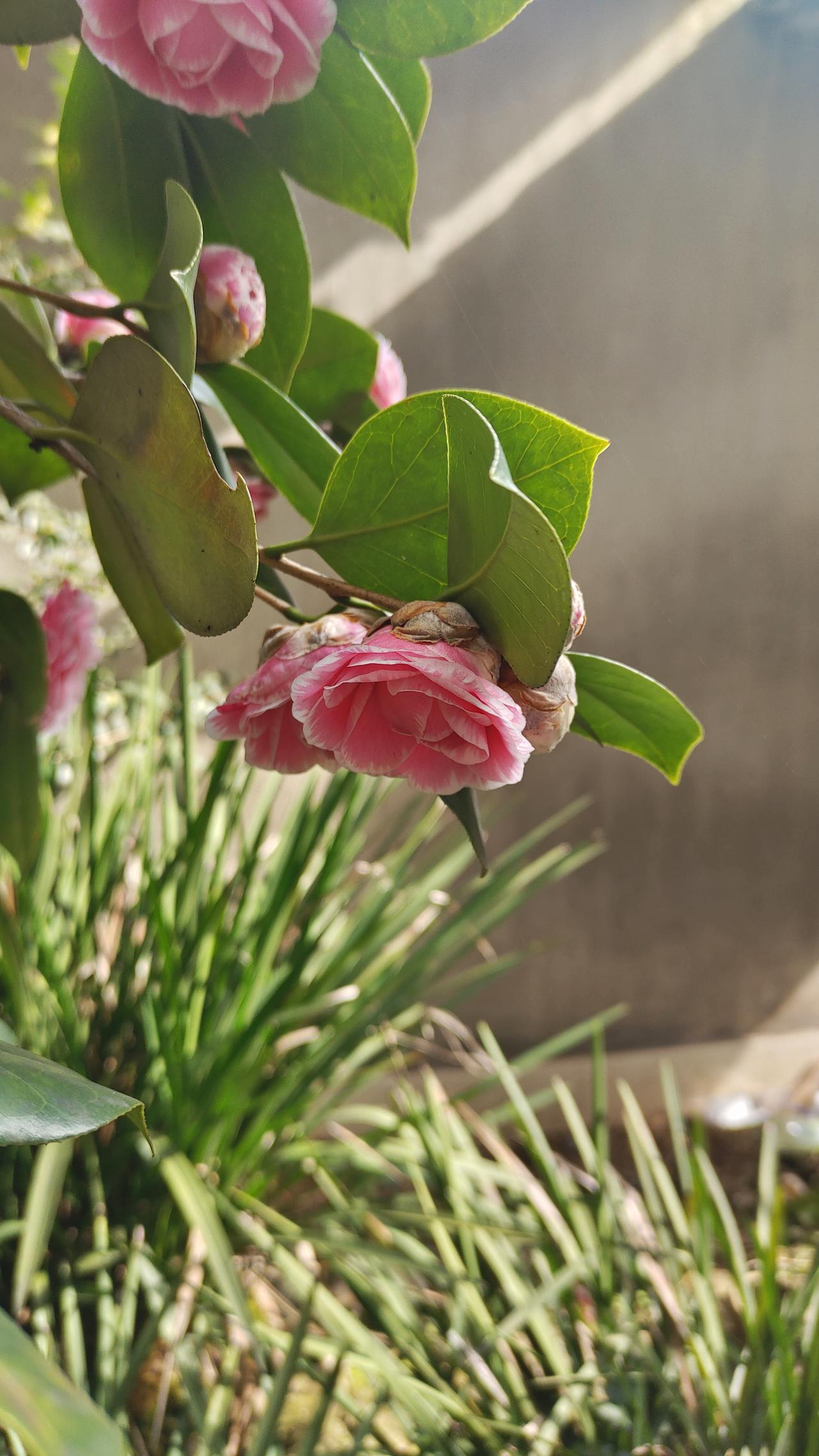 这次春节特别暖和，院子里的山茶花开的特别旺。

往年的这个时候，最多只有含苞待放