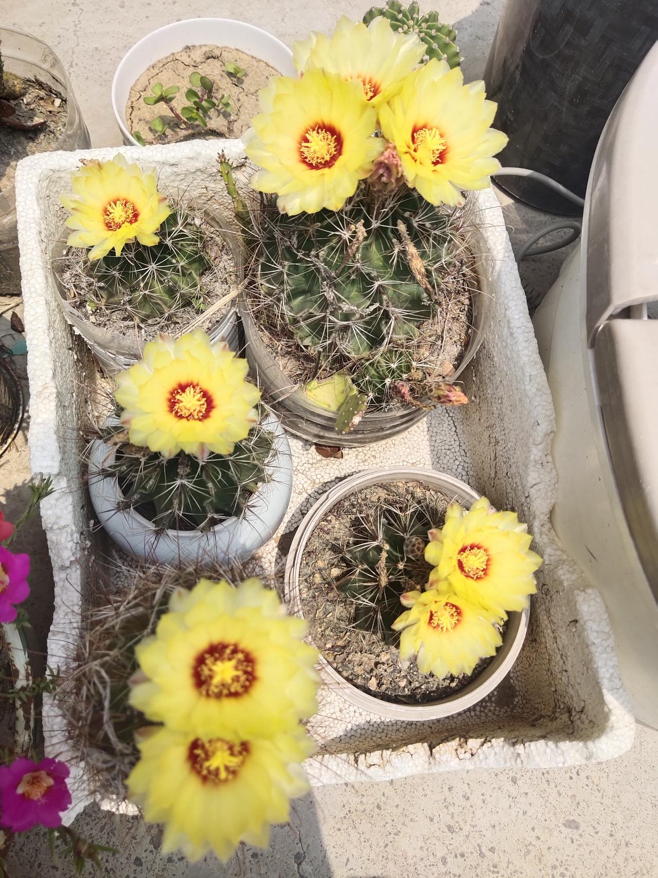 今天又是仙人球花爆盆的一天，那黄色的花瓣，宛如天边的云霞般灿烂。凑近一瞧，花瓣细