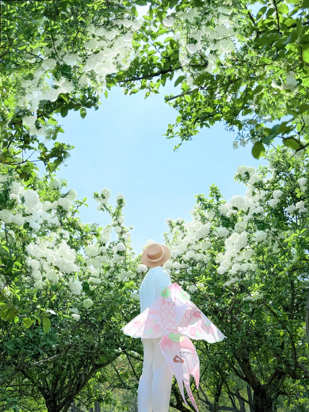 4️⃣月无锡观赏木绣球保姆级攻略❗️建议收藏