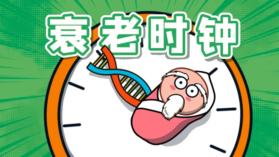 人体中的“衰老时钟”并不是由单一因素决定的，而是由多种生物学指标共同作用的复杂系