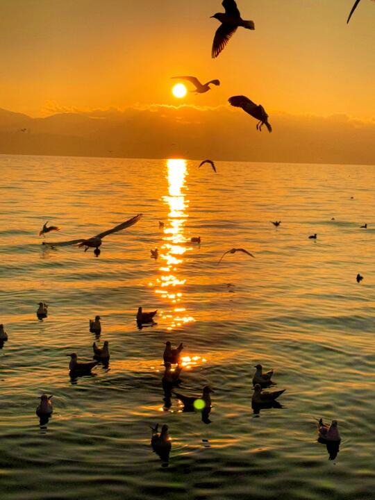 “live图｜2025在洱海拍到了人生照片”