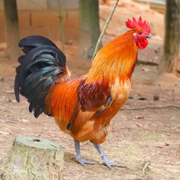 嘉靖年间，一男子夜访友人。朋友说:“兄长，我去杀只鸡给你下酒，可好？” 他却说: