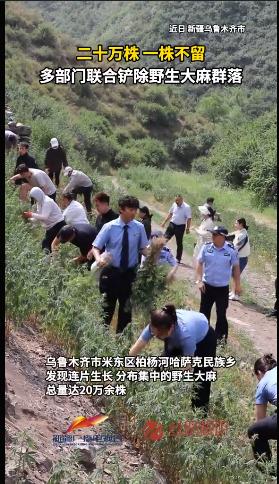 20万株！不是树不是花，全是野生大麻！米东区禁毒民警深山巡逻的惊人发现。2026