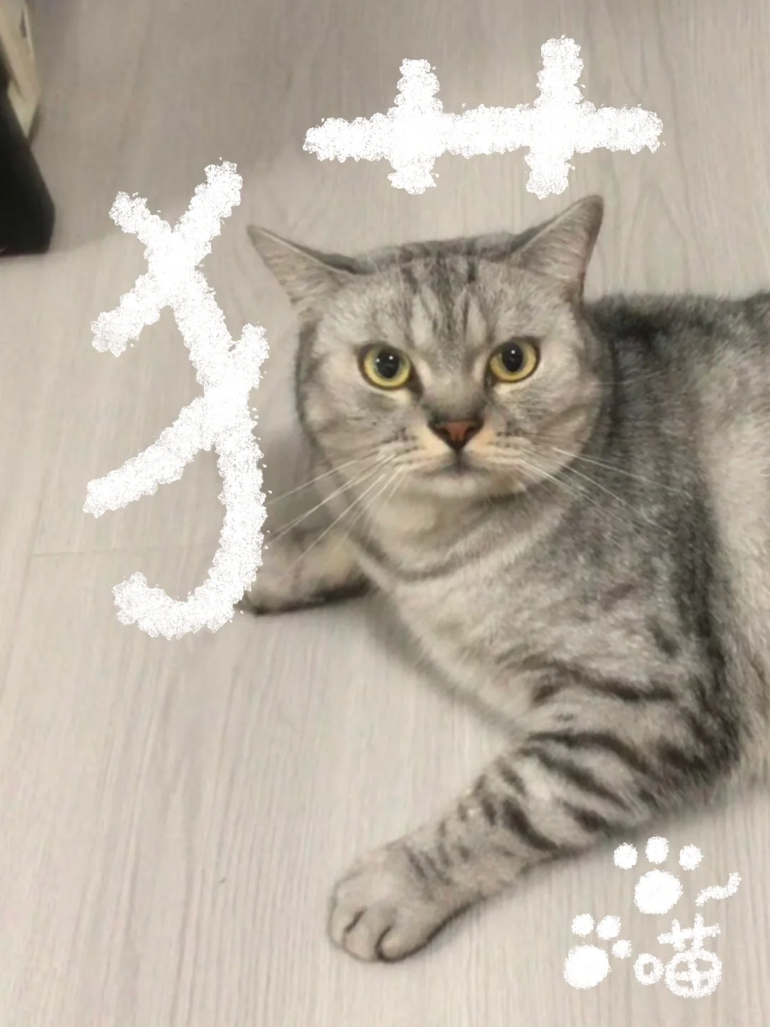 小黑猫