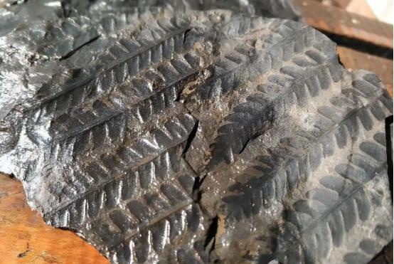 99%的人不知道，煤是三亿年前的植物写给未来的情书。

井下干了二十年的张师傅，