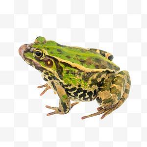，
青蛙属于两栖纲无尾目动物，通常具有短而宽的身体，后肢发达，适合跳跃和游泳，皮