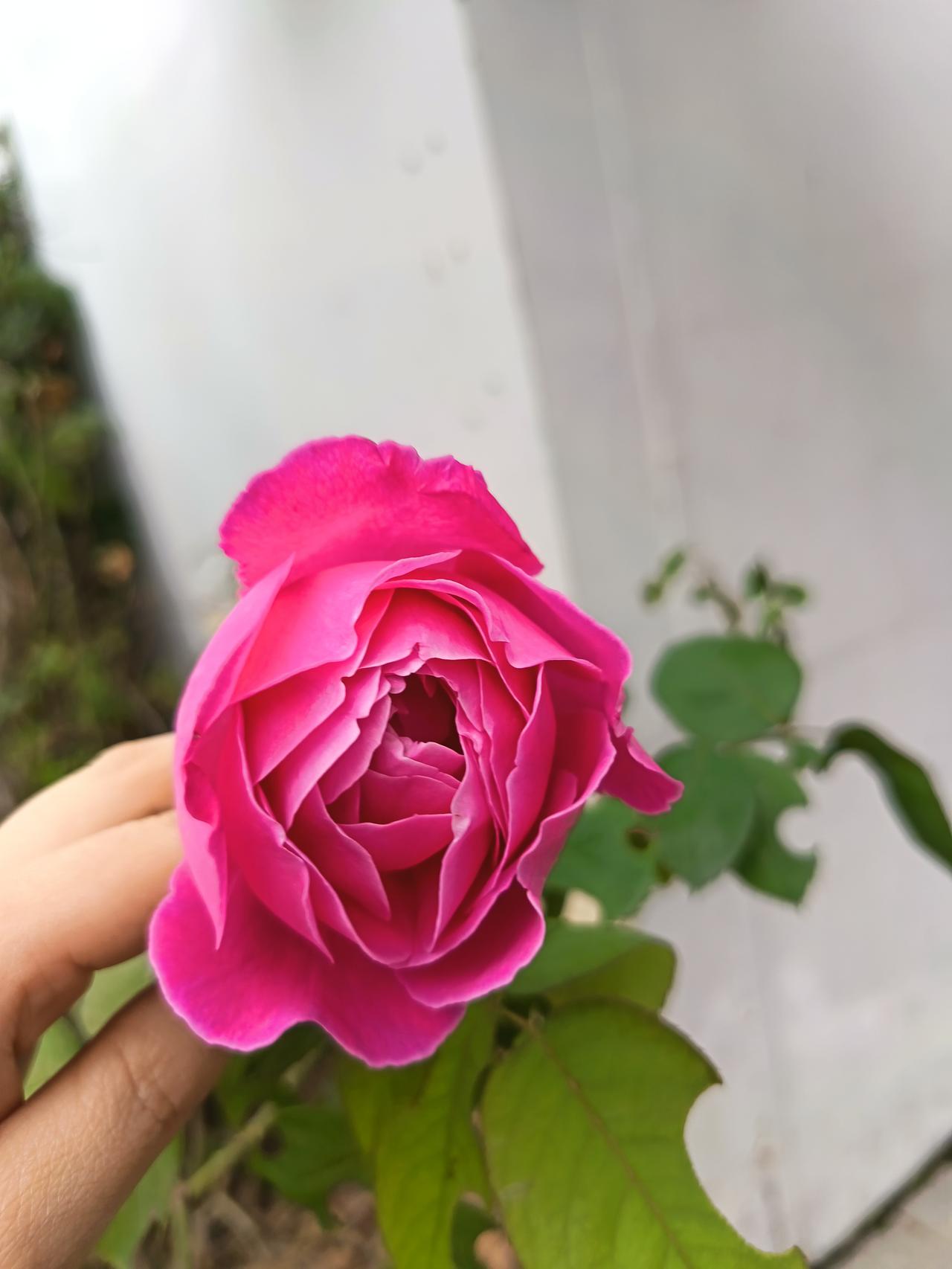 这花也太会长了！艳得不落俗，连边缘那点轻卷的褶皱都裹着灵气，香得温软不呛人，沾在