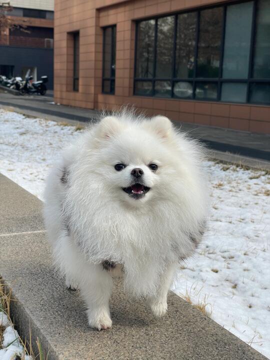 ❄️雪天限定豹纹小美