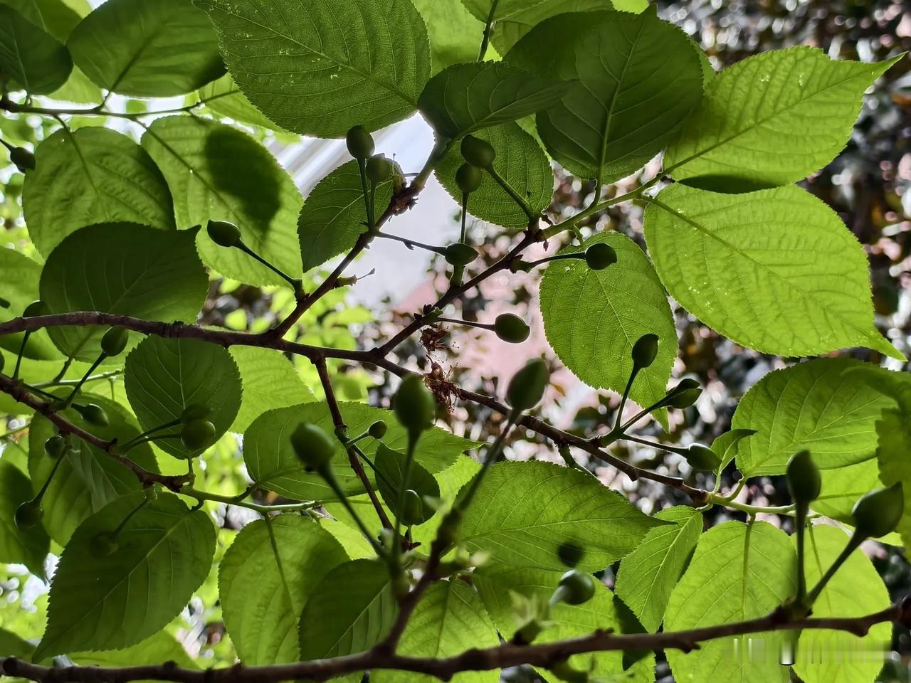 突然有个预感，我的头条新锐作者会不会很快被取消了。

刚才数了一下，最近写的十篇