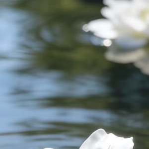 阳光信用 阳光信用 每日一善 一滴水是微不足道的,渗入泥土,便会消失不见,可汇聚