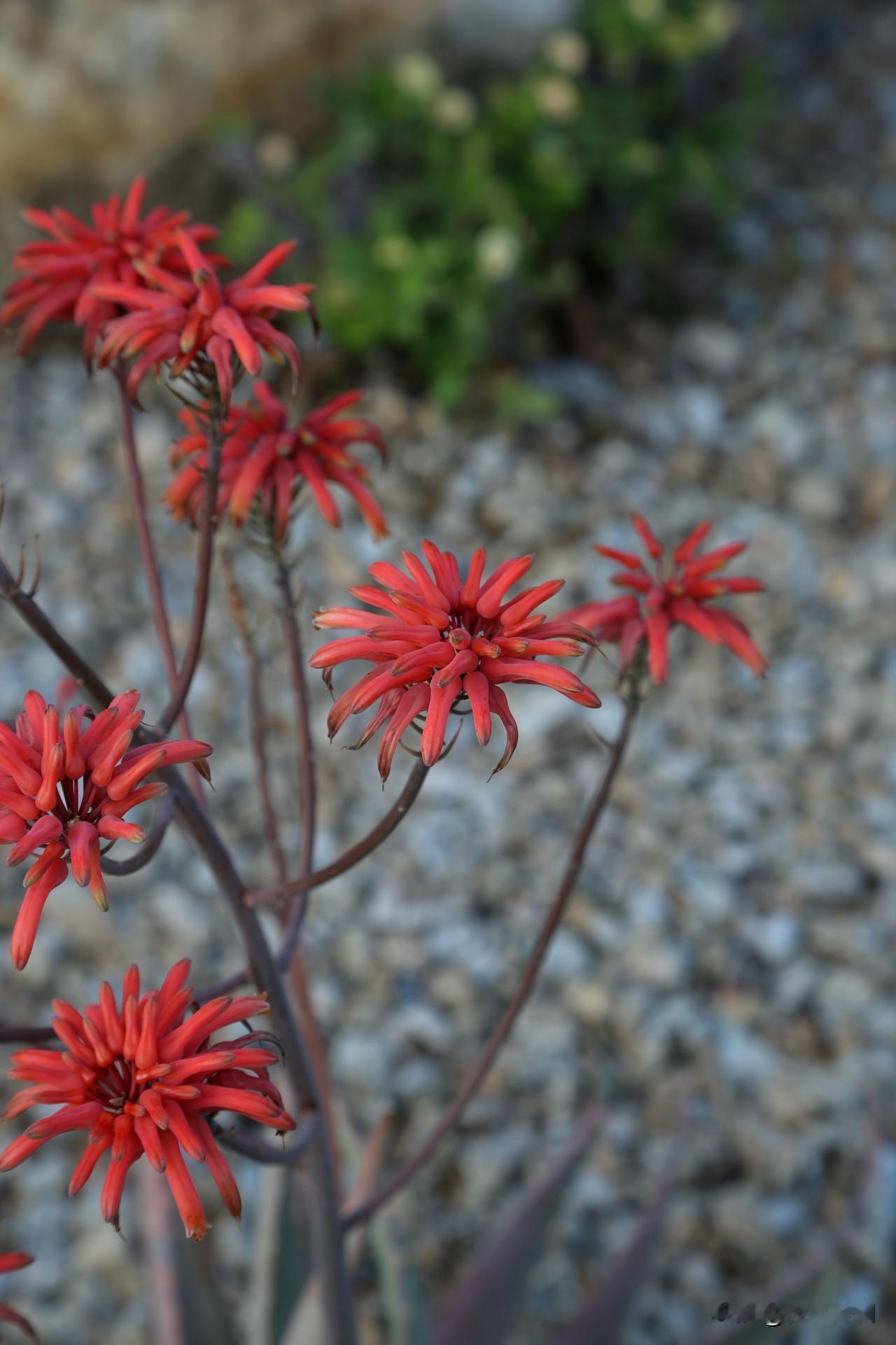 开普芦荟，也叫好望角芦荟，原产于南非。在强光或温差大的条件下，叶片会呈现出漂亮的