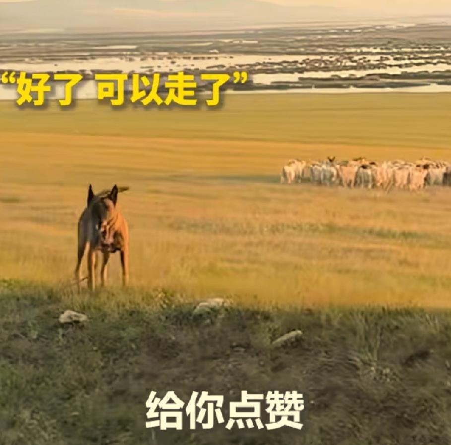 “火到人民日报了！”公路上，一大群羊正浩浩荡荡横穿马路，眼看一辆小轿车迎面驶来，