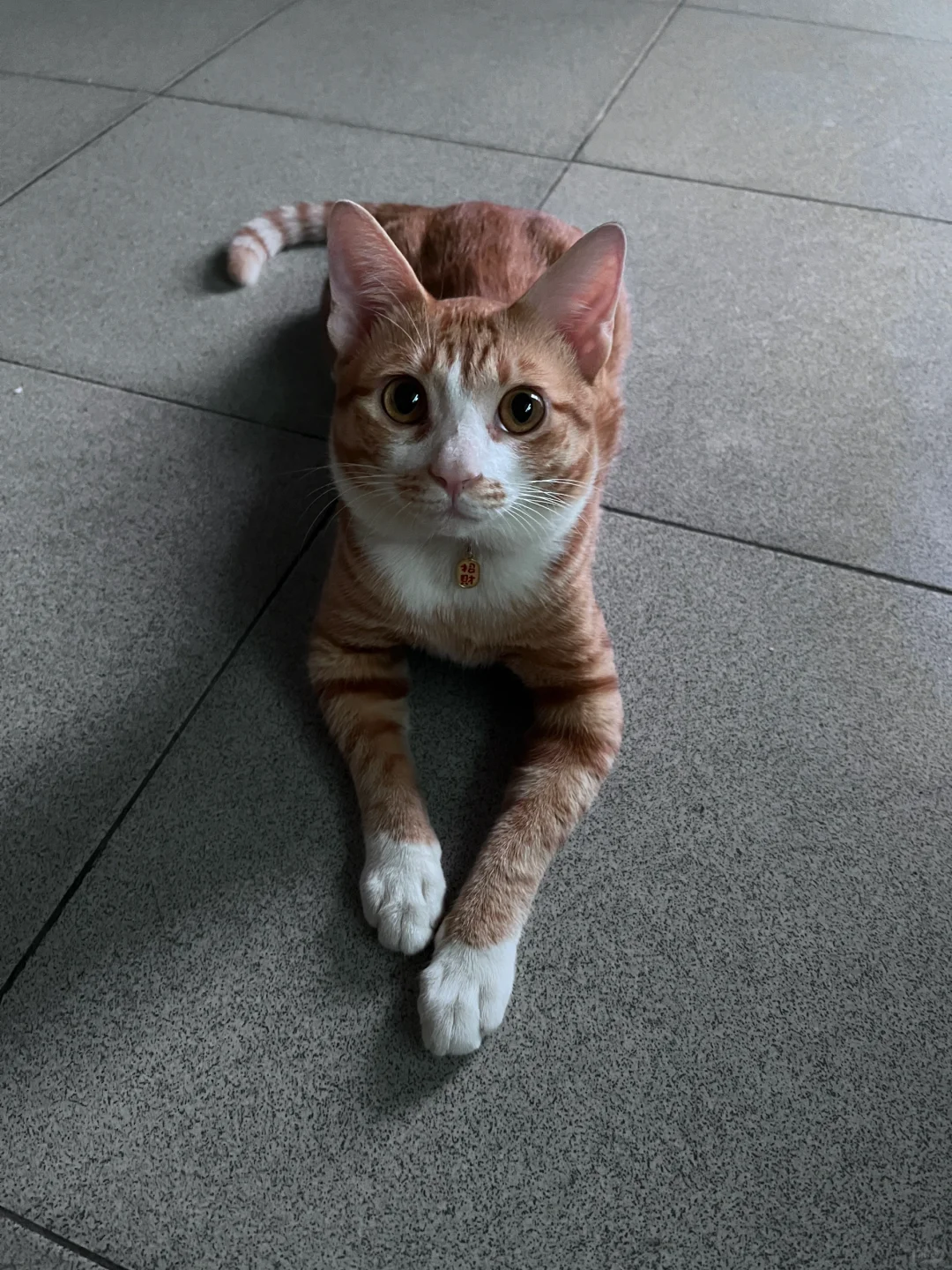 天塌了，猫丢了5天，找猫团队都放弃了