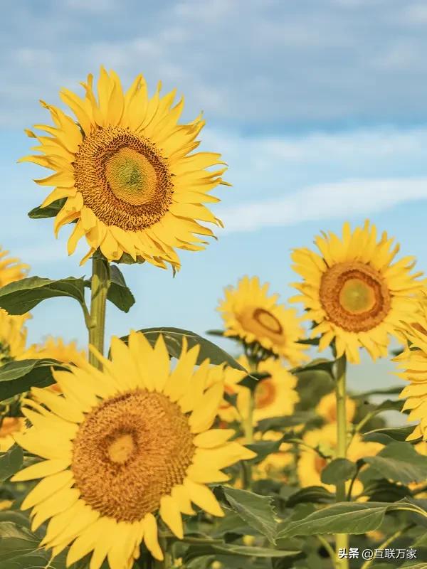 我随手拍的照片里，有一张特别难忘。那是个黄昏，夕阳把天空染成橙红色，街道上的行人