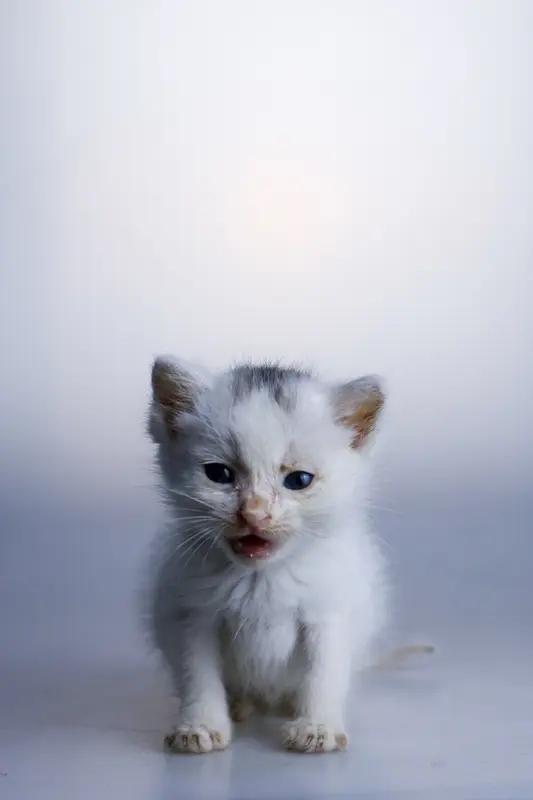 2月20日黑龙江林口，女子返乡欲带小猫上高铁，车站安检口被铁警“拦截”，携带特殊