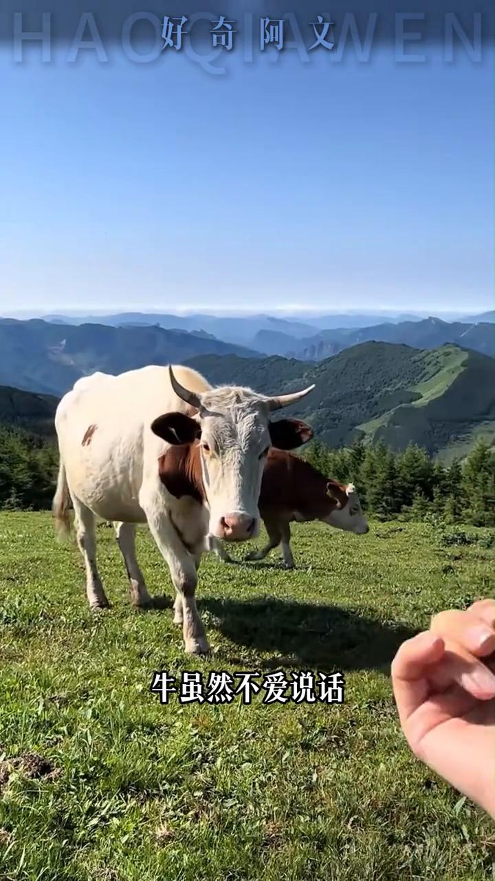 牛的脾气到底有多温顺？
当你在扯犊子时身后的牛妈妈满脸震惊，很显然它已经开始有点