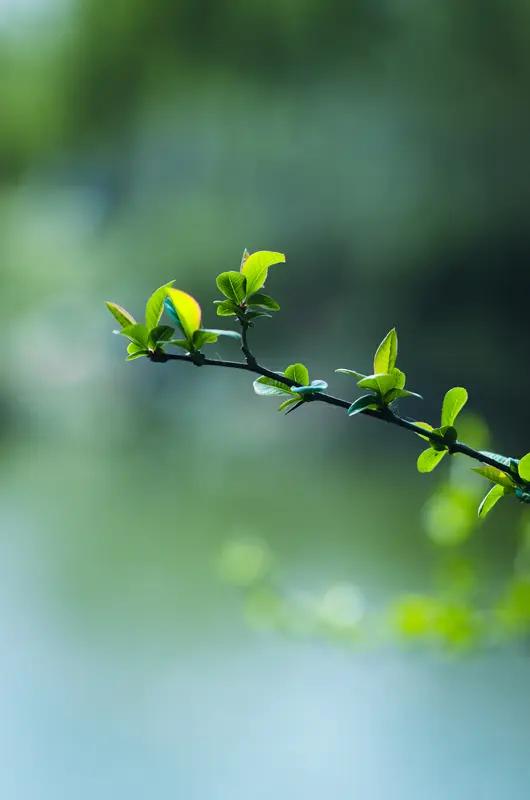 上联：冬寒枯叶落，求下联