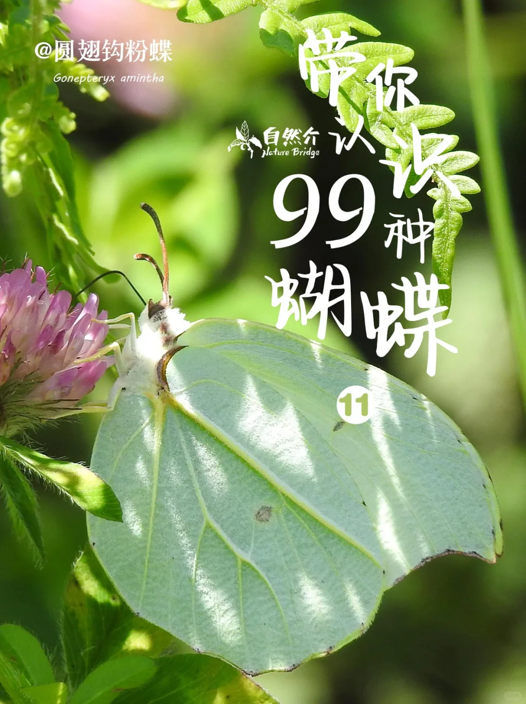 带你认识99种蝴蝶