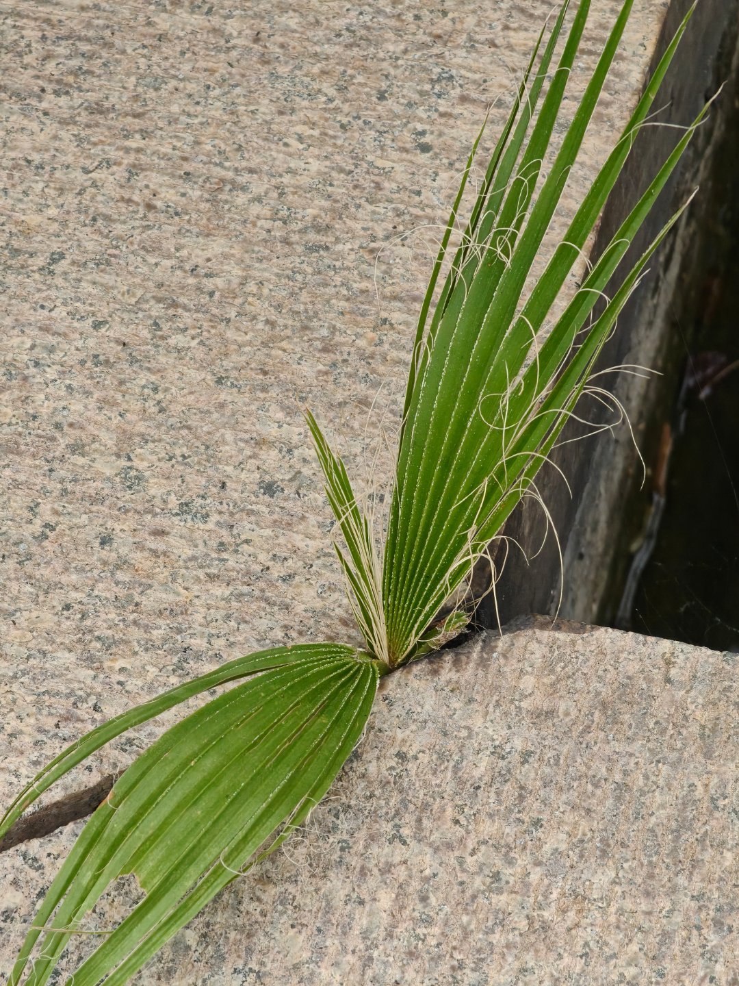 早上好~每天早起打卡 ​​​