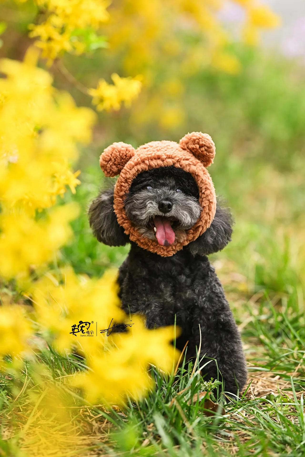 谁说泰迪熊不是熊呢？😍
【花季拍摄】