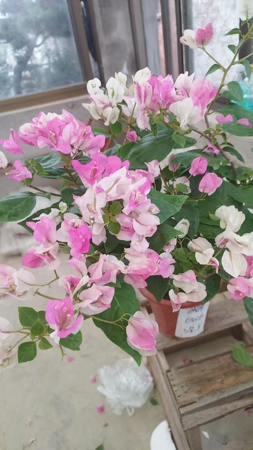 朵朵花儿
香气四溢
三角梅盛开
今儿花丛她最艳