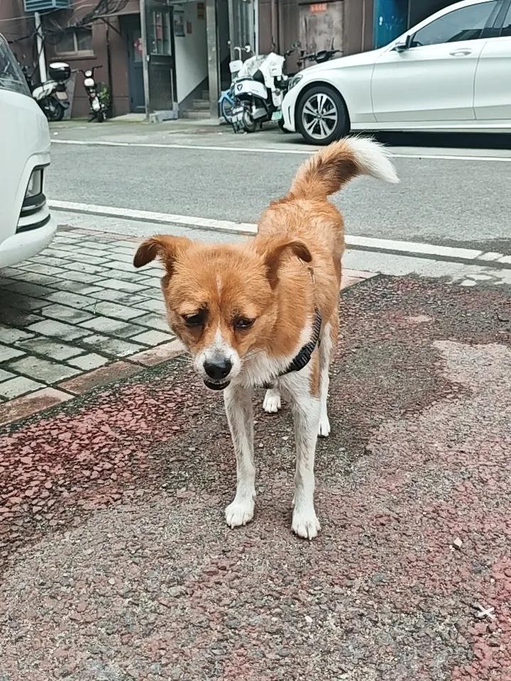 邻居丢了一条养了五年的土狗，到处贴寻狗启示，女主人都急哭了，特伤心。寻狗启示，报