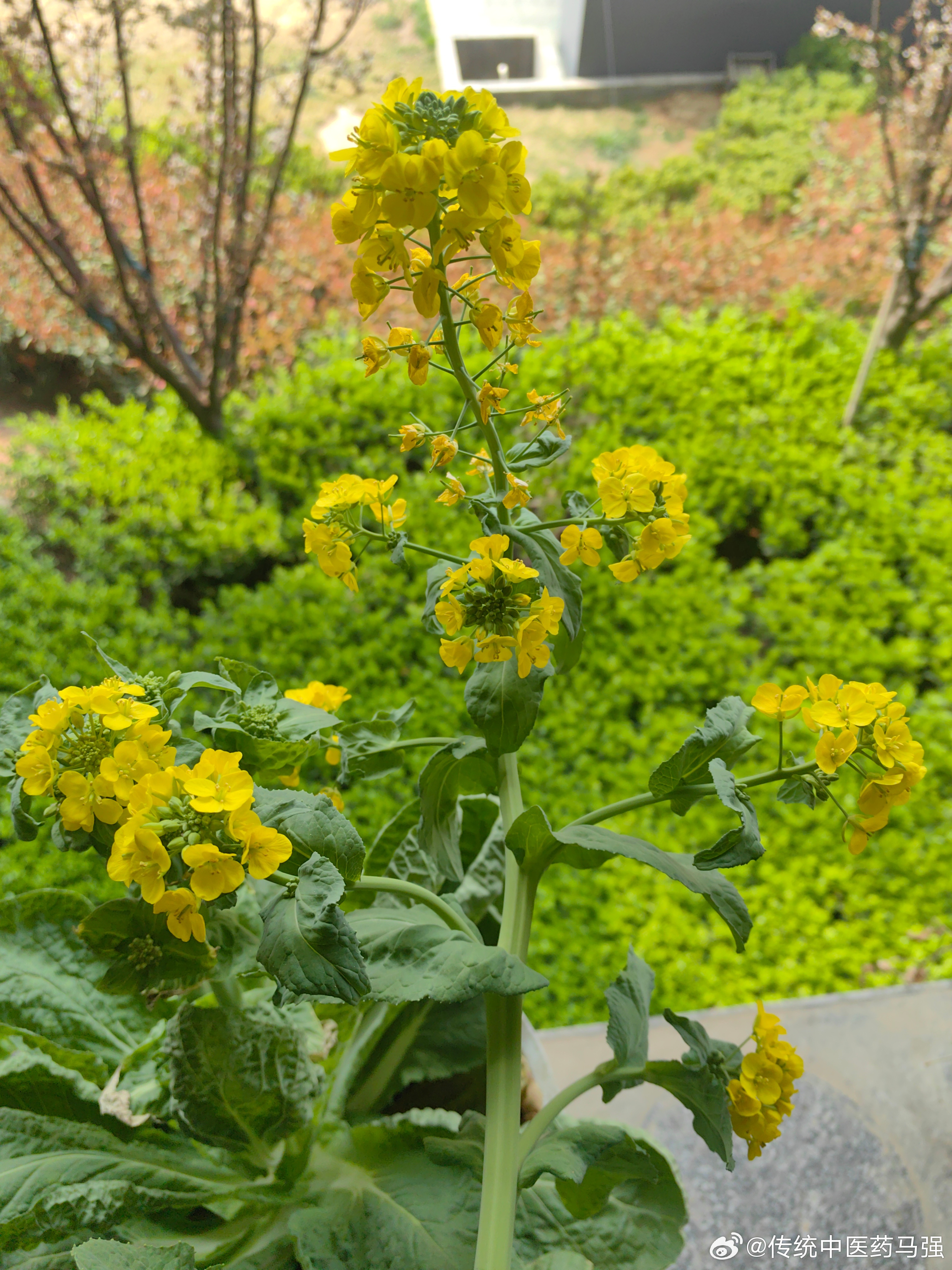 卜算子·送别此去路千重，不语山河念。满径繁花送远人，风也含悲惋。曾语醒尘心，笑泪