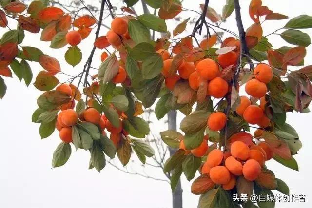 柿饼玩梗爆红！萌娃看呆的趣味背后，这些食用禁忌家长必看
 
柿饼突然成了全网热议