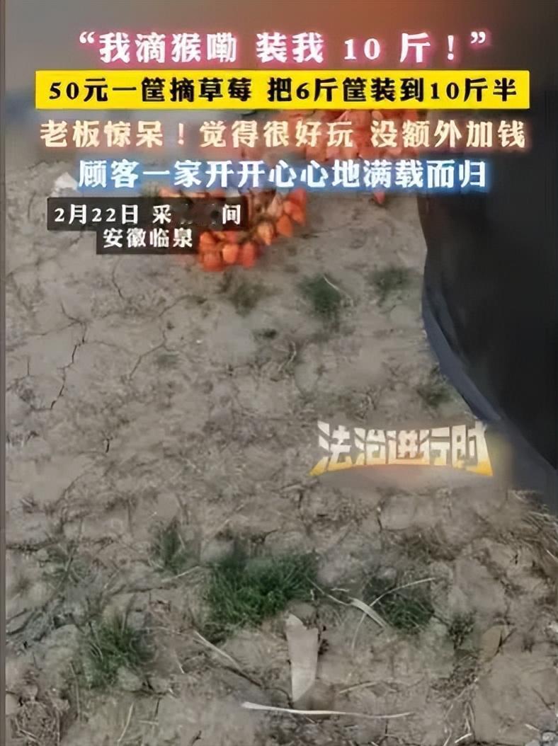 安徽临泉，夫妻俩得知草莓园，50元可以摘一篮子草莓，夫妻俩就带着3个孩子去，孩子