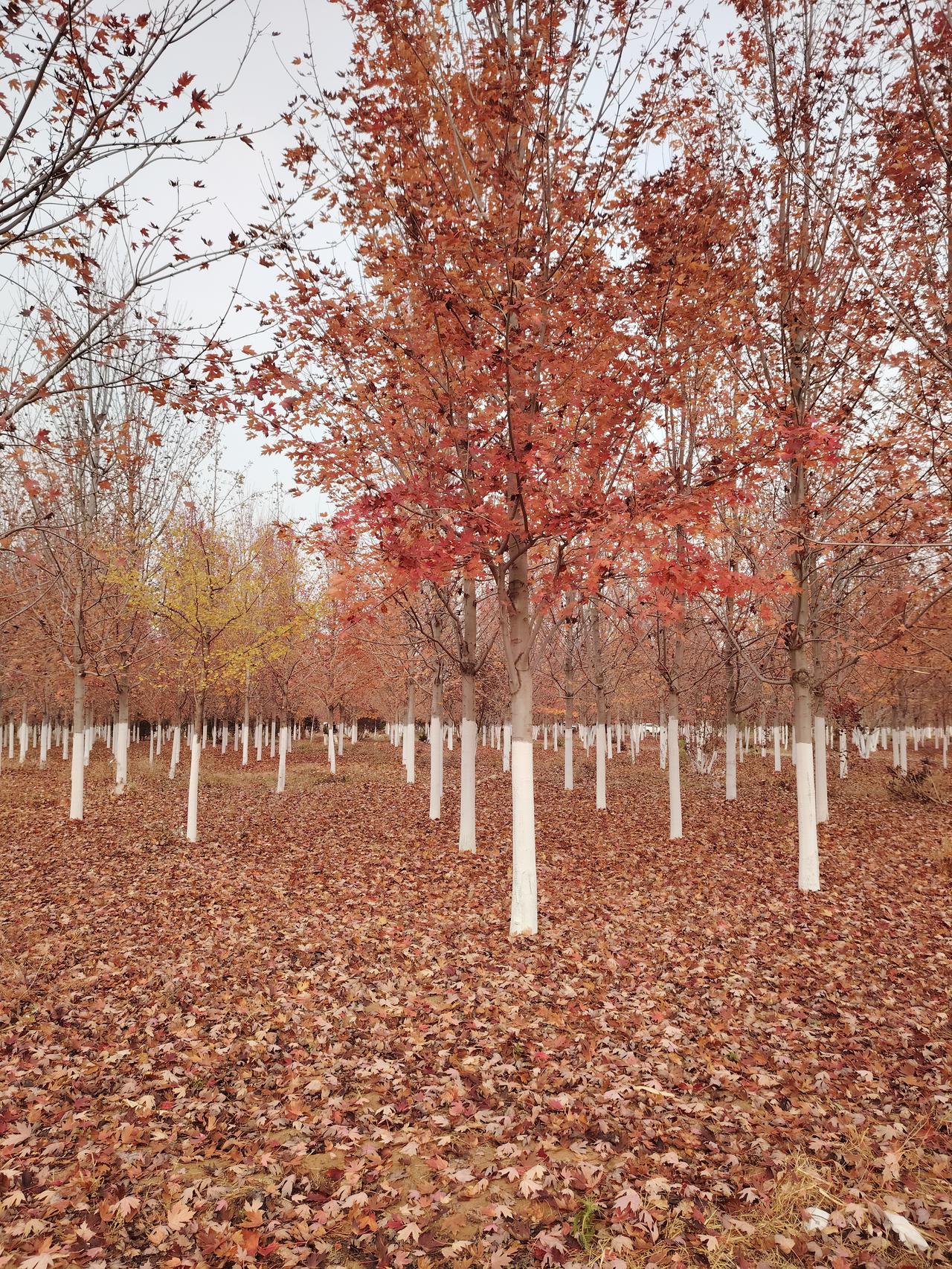秋日里的枫叶好美呀！