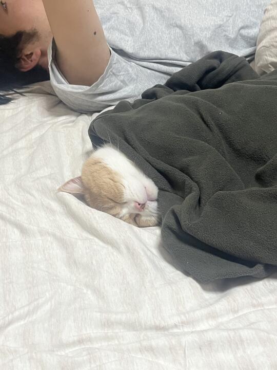 真的好像一个小宝宝 睡姿无敌可爱🥰