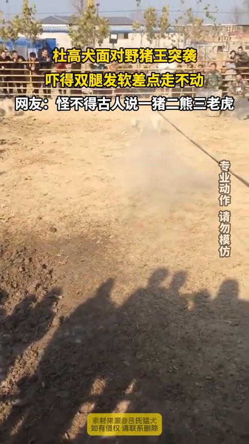 杜高犬面对野猪王突袭，吓得双腿发软差点走不动。网友：怪不得古人说一猪二熊三老虎。