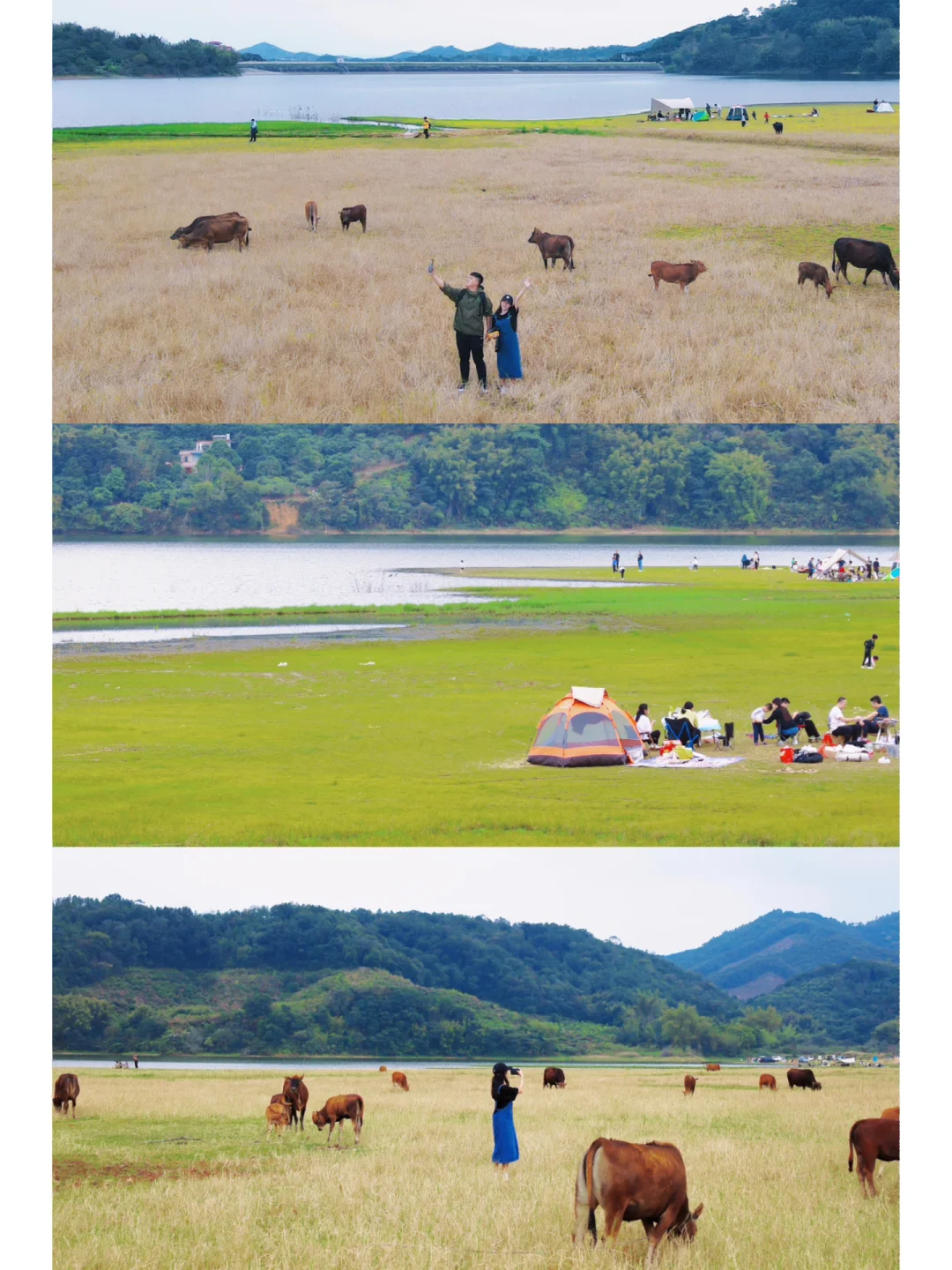 广州露营地｜草原山川湖泊🏕️遛狗🐶放牛🐂