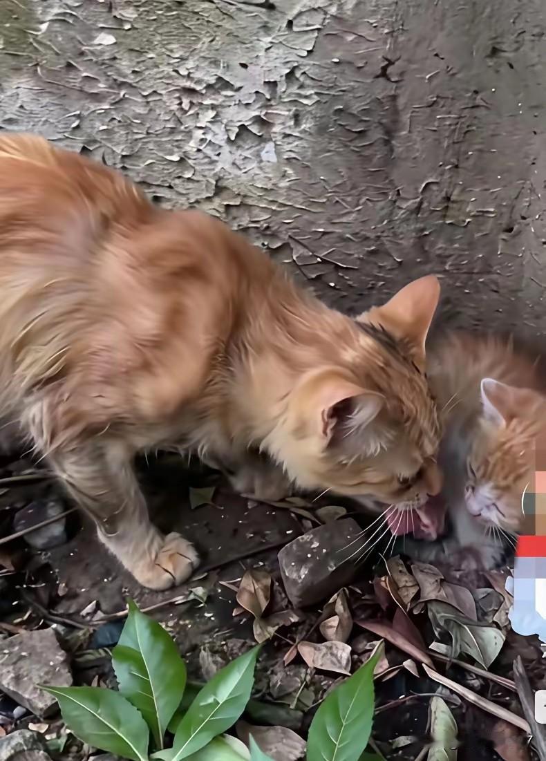 一个大围墙外头，一只满眼眼屎的流浪猫，饿得实在没辙了，正使劲啃着树皮。那模样，看