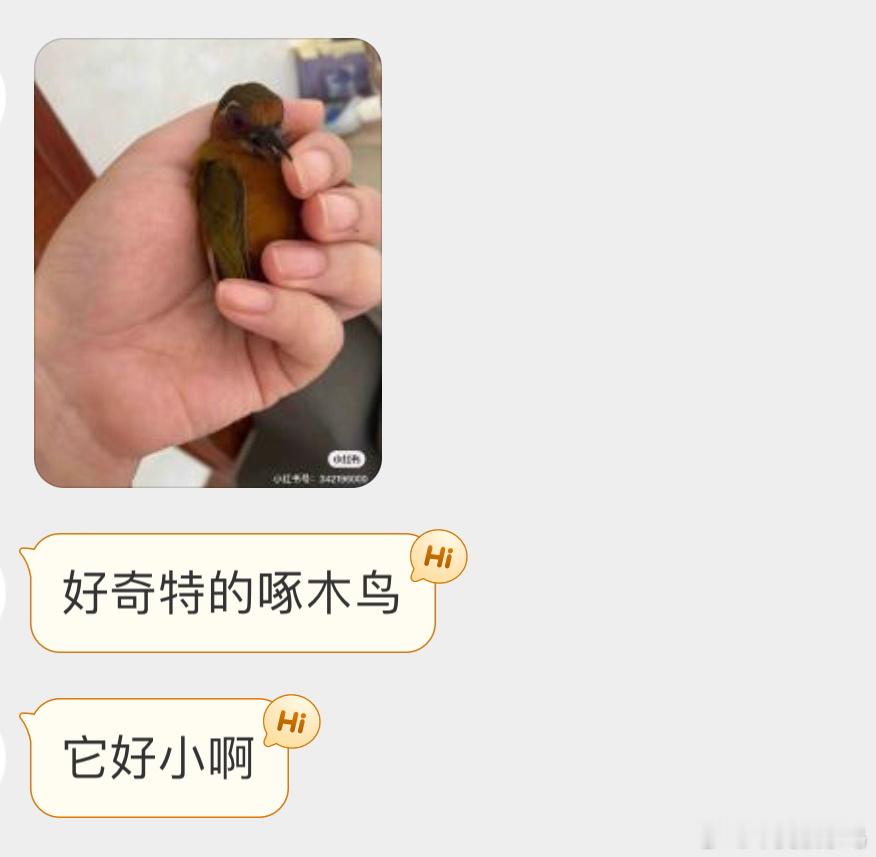 超迷你的【白眉棕啄木鸟】快放了，让它继续在森林里伐木去！ ​​​