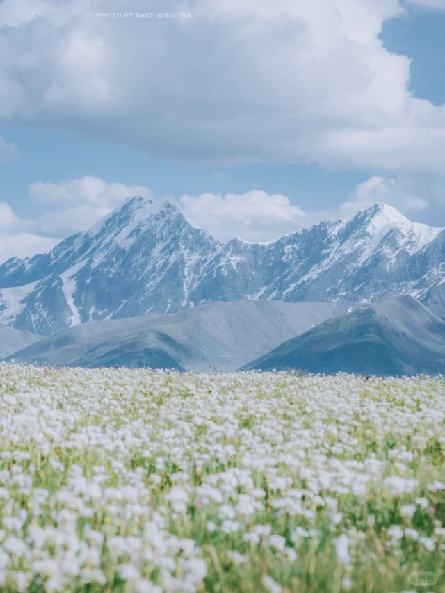 为什么你们都不来这里看雪山+花海。