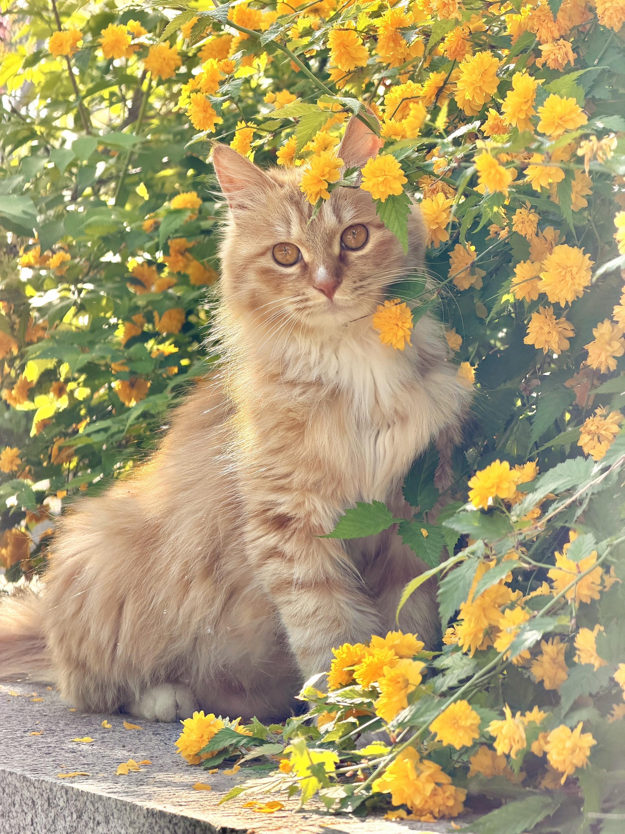 拍到梦中情猫了，花仙子一般的存在 春天的棣棠花满枝怒放，明亮亮的簇拥着...