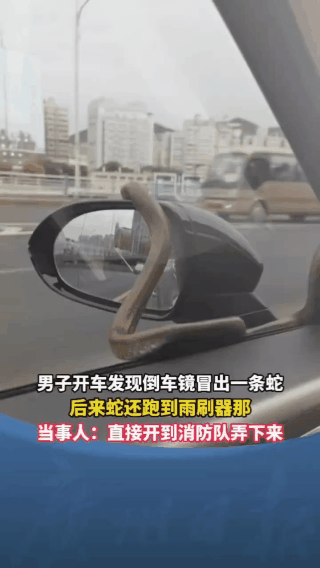 聚精会神开车的男子余光看到后视镜上居然有一条蛇在攀爬，吓的腿都软了！

近日，在