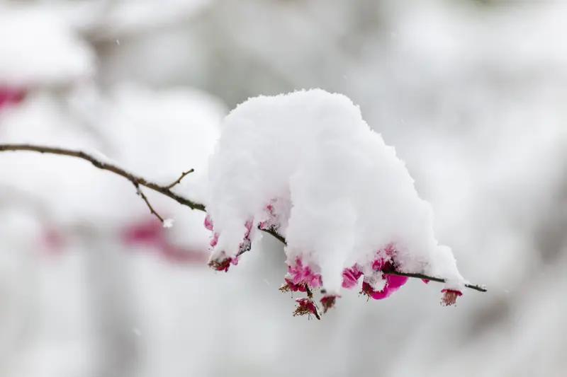 “雪抱梅花尘不染，雨打松针灰难留”，这简直是绝美的画面。雪与梅花，一个洁白无瑕，