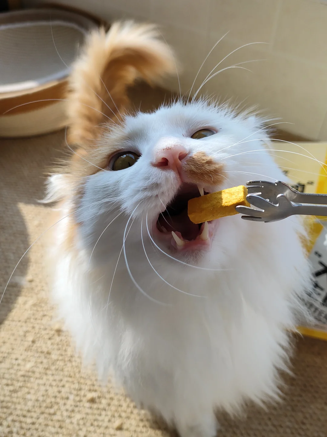 这是中长猫还是长毛猫呀