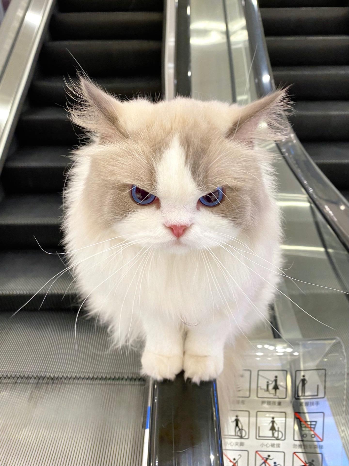 被路过的小狗舔了一口就生气了。