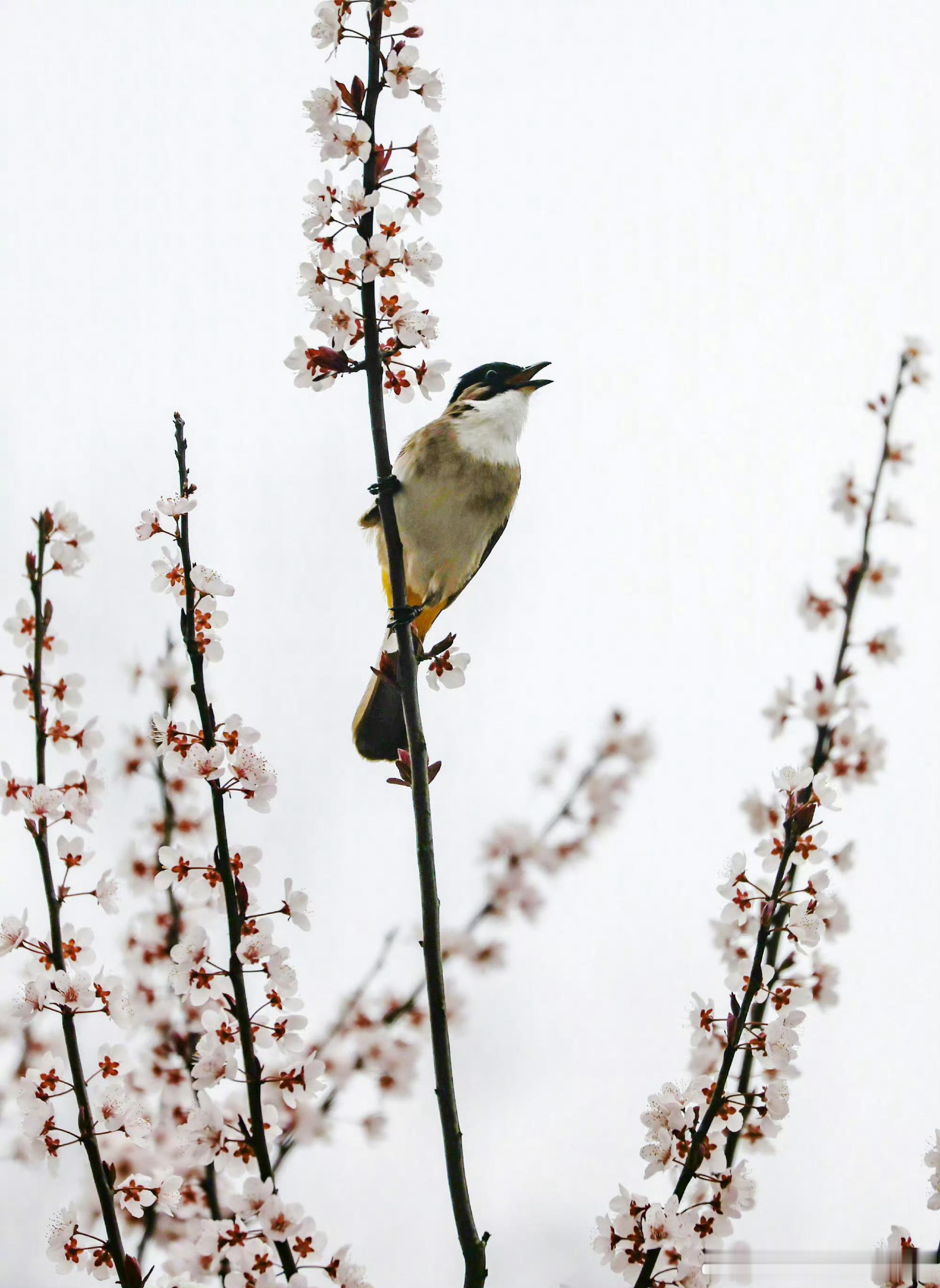 抬头望喜每日一善