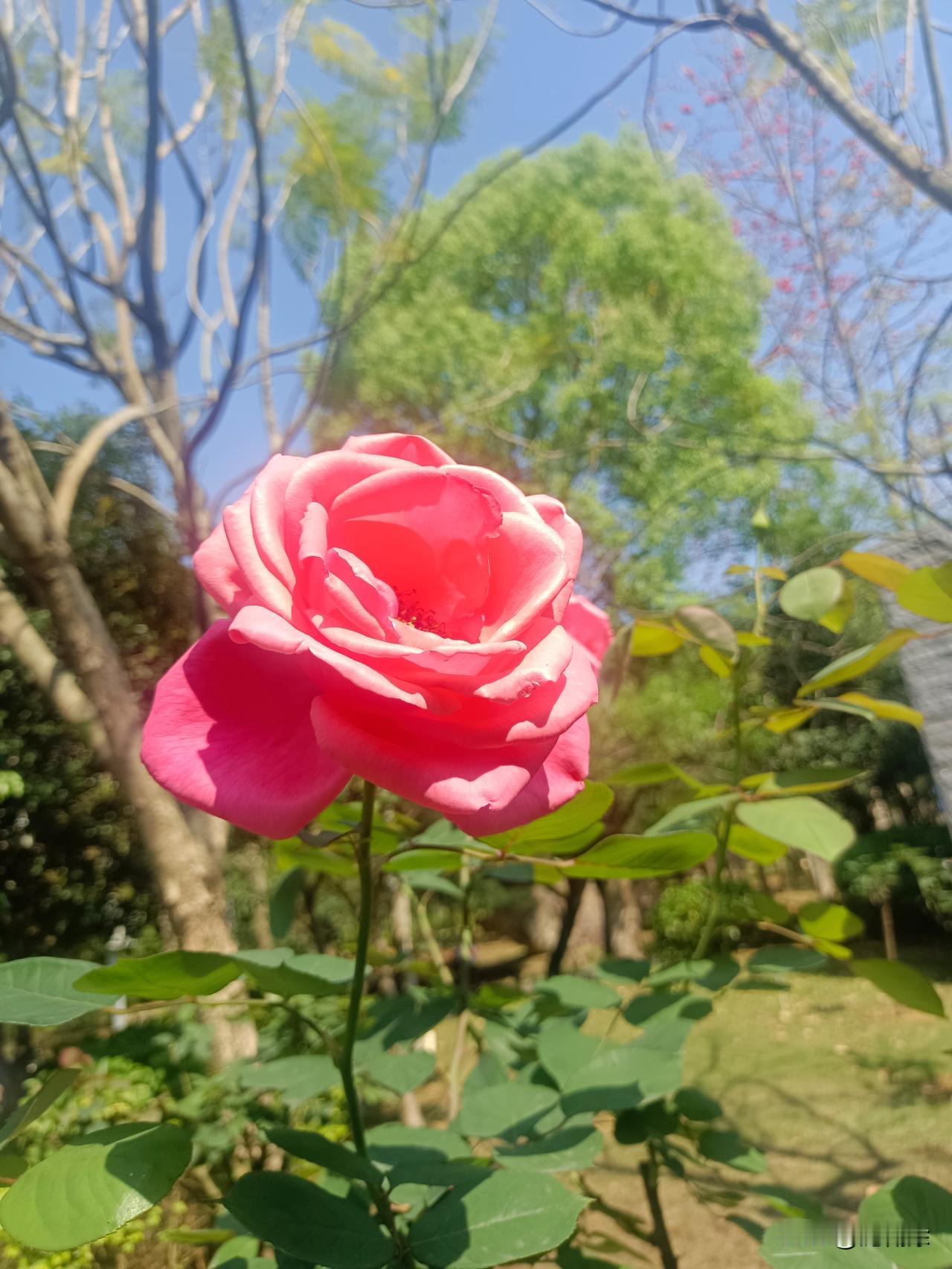 就想简简单单盼着，今年能顺顺利利、平平安安的。
不用大富大贵，每天有班上，有饭吃