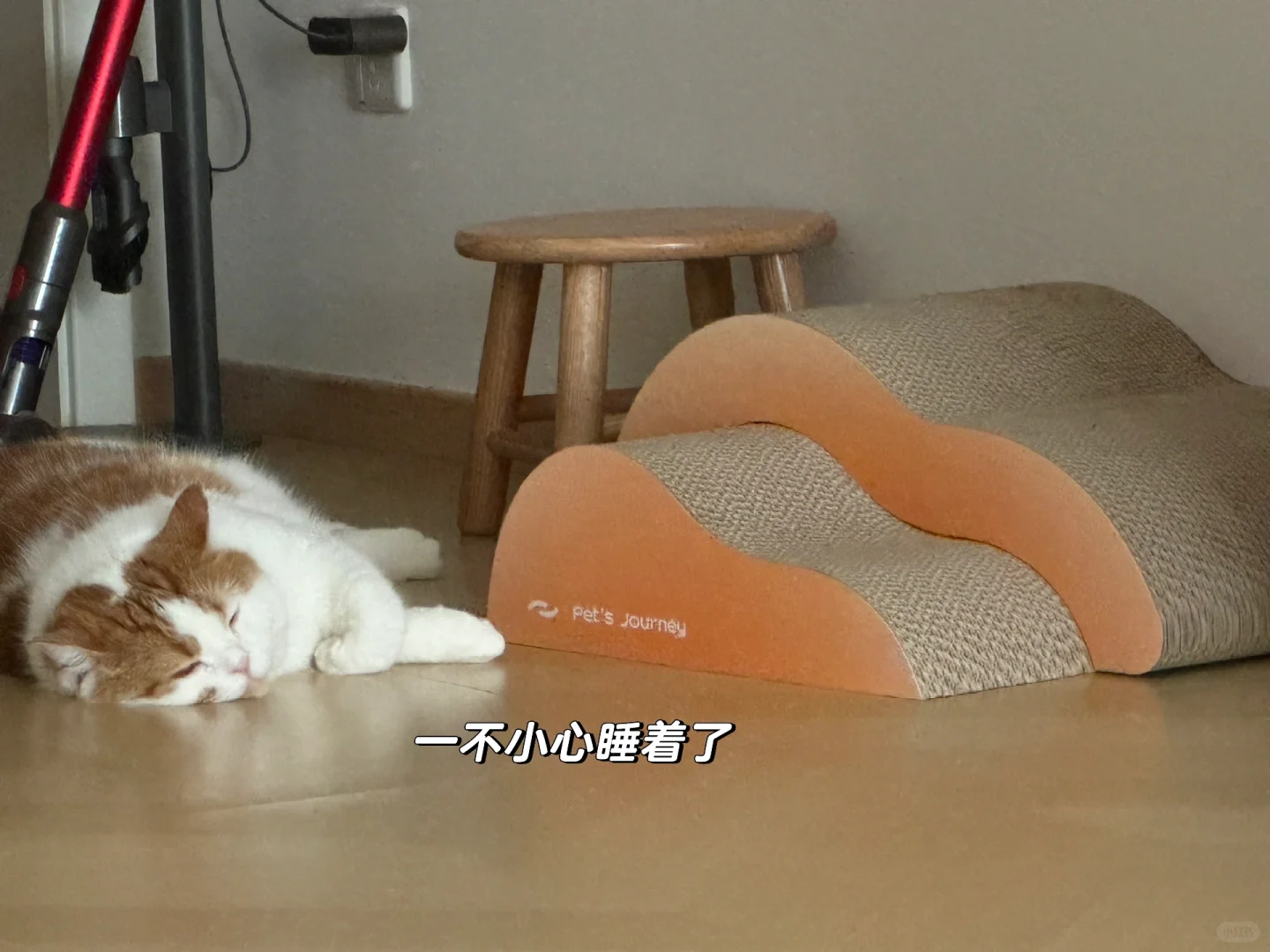 守护猫抓板任务开启